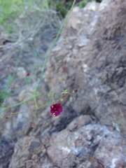 Boerhavia gracillima