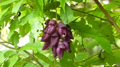 Mucuna lamellata