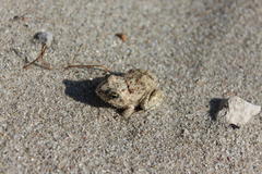 Tomopterna delalandii