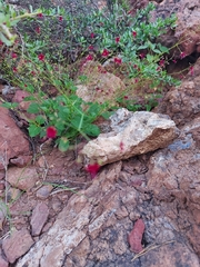 Boerhavia gracillima