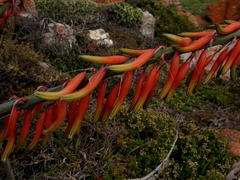 Gasteria acinacifolia