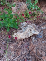 Boerhavia gracillima