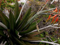 Gasteria acinacifolia