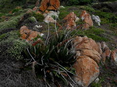 Gasteria acinacifolia