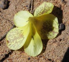 Moraea luteoalba