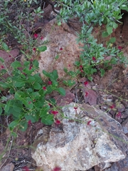 Boerhavia gracillima