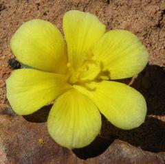 Moraea luteoalba