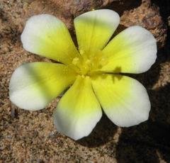 Moraea luteoalba