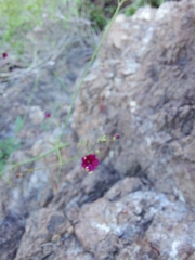 Boerhavia gracillima