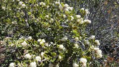 Ceanothus perplexans
