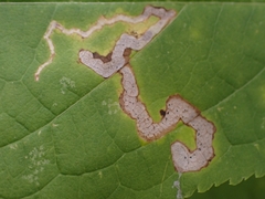 Phytomyza aralivora