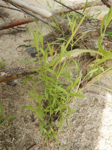 Pseudostellaria sylvatica iNat (2)