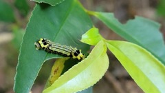 Pidorus