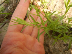 Pseudostellaria sylvatica