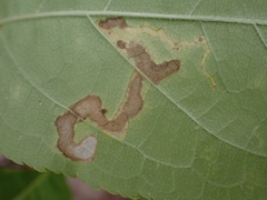 Phytomyza aralivora