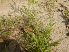 Pseudostellaria sylvatica