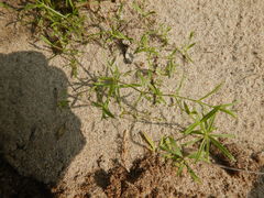 Pseudostellaria sylvatica