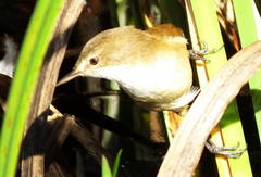 Acrocephalus gracilirostris gracilirostris