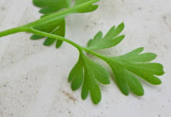 Fumaria muralis muralis