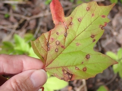 Viburnum opulus americanum