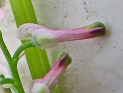 Fumaria muralis muralis