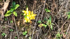 Spathoglottis pubescens