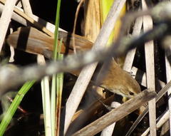 Acrocephalus gracilirostris gracilirostris