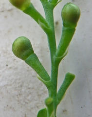 Fumaria muralis muralis