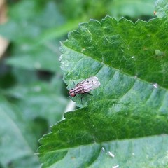 Anthomyia punctipennis