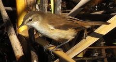 Acrocephalus gracilirostris gracilirostris