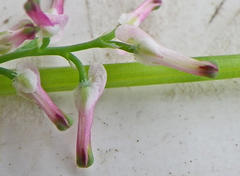 Fumaria muralis muralis