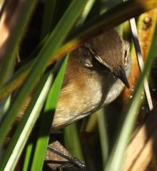Acrocephalus gracilirostris gracilirostris