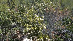 Ceanothus perplexans