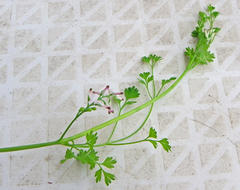 Fumaria muralis muralis