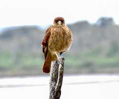 Daptrius chimango temucoensis