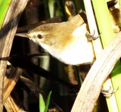 Acrocephalus gracilirostris gracilirostris
