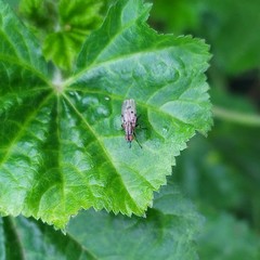 Anthomyia punctipennis