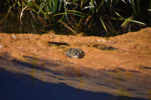 iNaturalist observation photo of Southern Mountain Yellow-legged Frog