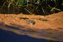 Rana muscosa