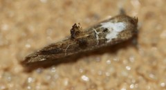 Arrade leucocosmalis