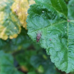 Anthomyia punctipennis