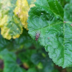 Anthomyia punctipennis