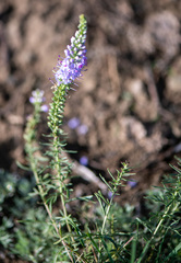 Veronica pinnata