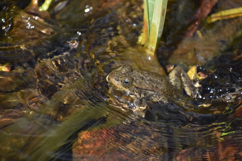 iNaturalist observation photo of Southern Mountain Yellow-legged Frog