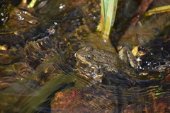 Rana muscosa