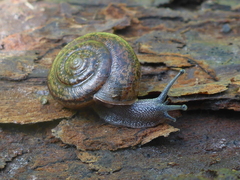 Helminthoglypta contracostae