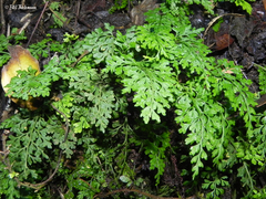 Asplenium dareoides
