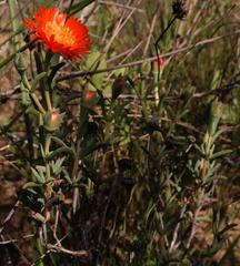 Lampranthus glaucoides