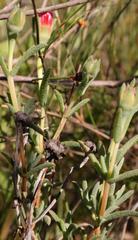 Lampranthus glaucoides