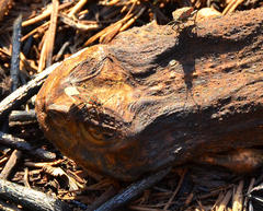 Spilostethus rivularis